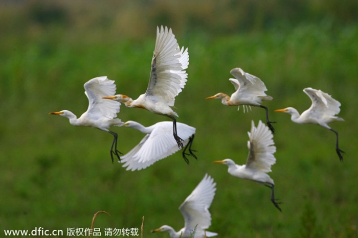 Los 10 humedales más hermosos de China